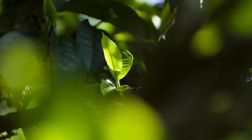 茶叶金融卷土重来：贪婪的人，早已跳进资本挖好的大坑